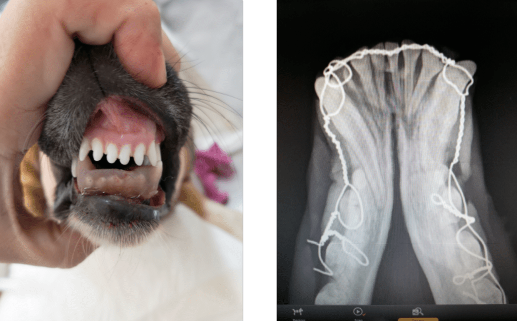 Fracture of the mandibular symphysis in a dog veterinary.gr