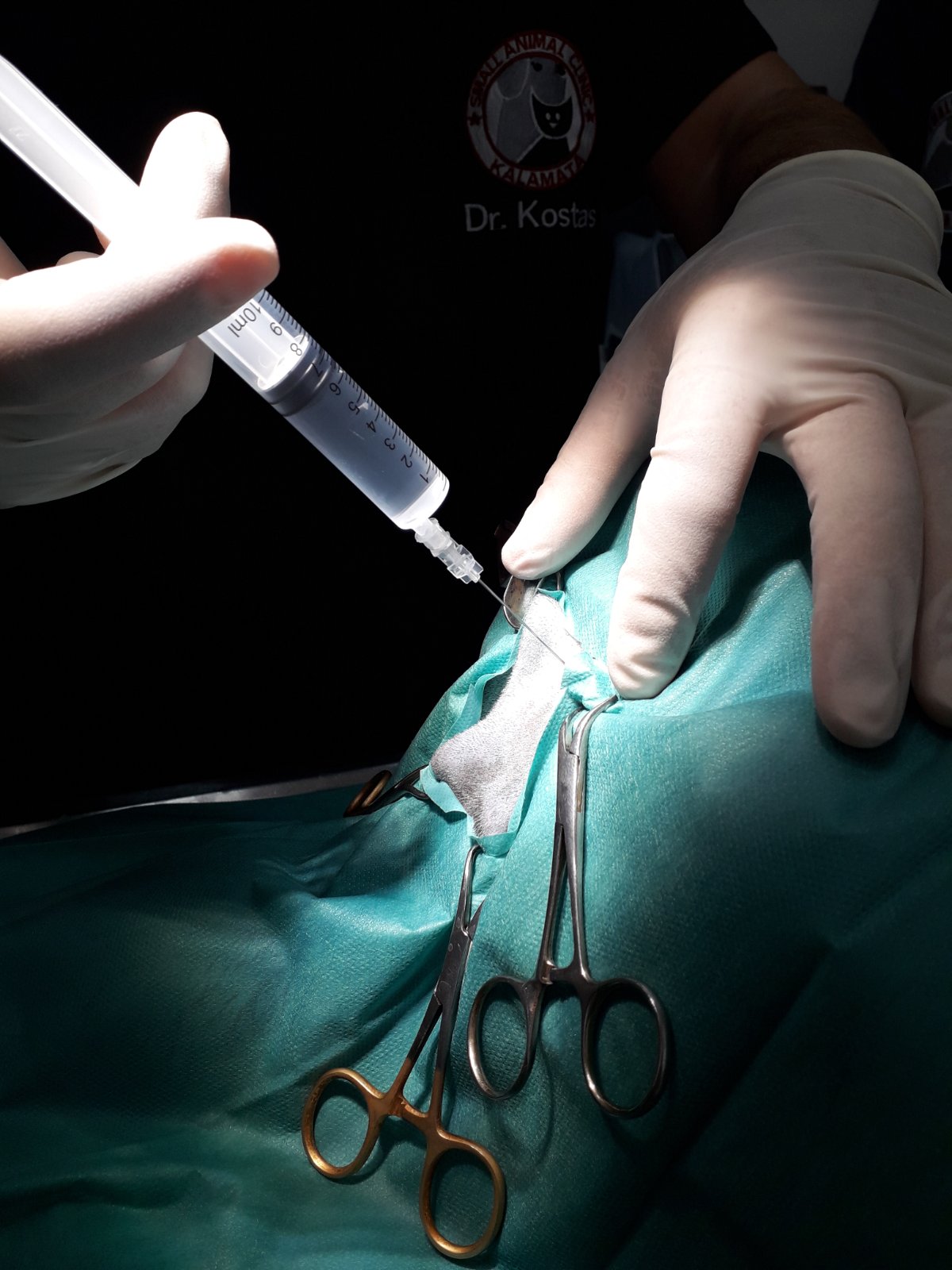 OUR SURGICAL PROCEDURES WITH EPIDURAL ANAESTHESIA veterinary.gr